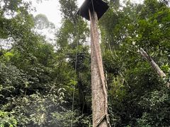 -西双版纳原始森林公园