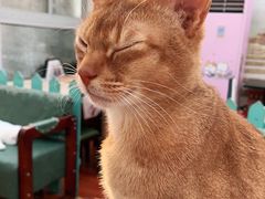 -猫小院猫主题咖啡厅(北锣店)