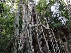 -中国科学院西双版纳热带植物园