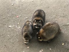 -上海野生动物园