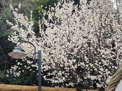 -老房子金沙元年川菜食府·花园餐厅(金沙店)