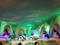 -帝企鹅自助餐厅•儿童岛•真企鹅(长隆企鹅酒店)