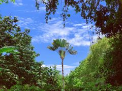 -中国科学院西双版纳热带植物园