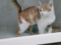 -太原东方动物医院(小店分院)