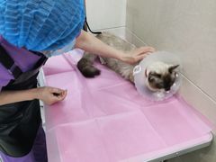 -北京观赏动物医院·24小时大型综合·猫专科·异宠专科