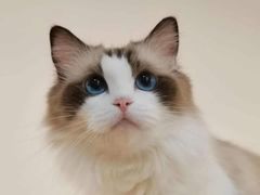 -滚猫咖啡·猫咖·猫友好撸猫(未来城店)