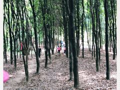 -天鹿湖森林公园