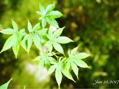 -西芳寺(苔寺)