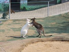 -西霞口神雕山野生动物世界