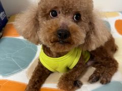 -久久宠物(河东万达店)