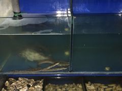 -老孟拉面海鲜餐厅