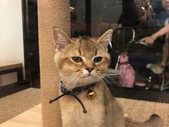 -袖虎宠物(岭南新世界店)