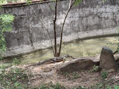 -野象谷景区