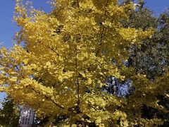 -长白岛森林公园