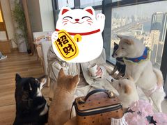 -柴犬小屋·柴餐厅·狗咖食堂(金鼎广场店)