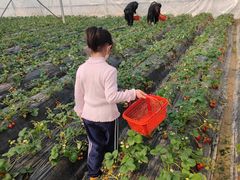 -喜杨洋草莓采摘园