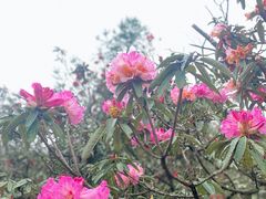 -贵州百里杜鹃风景名胜区