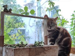-海边的猫和咖啡馆