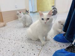 -猫域·湾主题猫咖·宠物吧(南坪城市广场店)