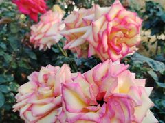 -人民公园(罗湖区)