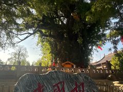 -大槐树寻根祭祖园