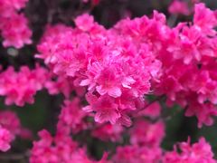 -南汇桃花村