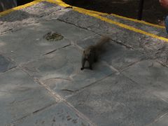 -苍山感通索道