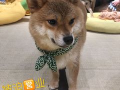 -逗柴咖啡屋·狗咖猫咖宠物桌游