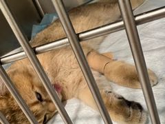 -艾吉宠物医院·疑难杂症转诊中心·猫友好(碧江路院)