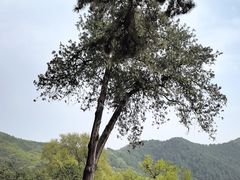-潭柘寺景区