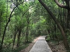 -紫金山山顶公园