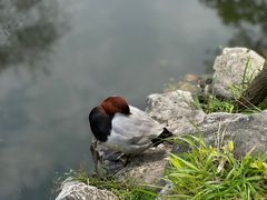 -拙政园