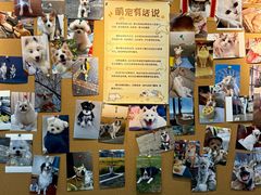 -翊宠yipet猫狗购宠庄园