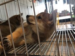 -柴犬高等学院·狗咖·柴犬售卖·宠物训练