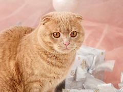 -喜茶(东莞汇一城店)