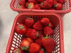 -大自然农场蔬菜草莓采摘园