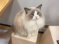 -有喵·猫咖·狗咖·40+猫狗有小奶狗(岗厦店)