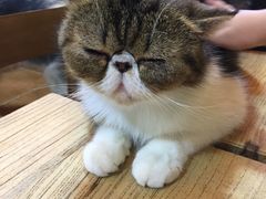 -李小姐の猫咖啡馆(五角场店)