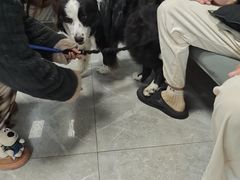 -半岛宠物医院24小时(白果林店)