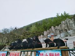 -东方熊牧场