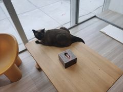 -藏猫猫咖啡主题馆(中央大道店)