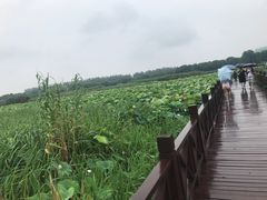 -荷塘月色湿地公园·向阳花洲