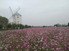 -曲江薰衣草庄园