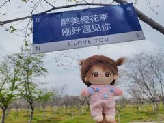 -天王浮山樱花园