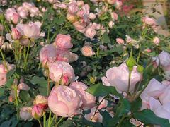 -人民公园(罗湖区)