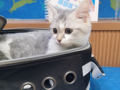-芭比堂动物医院·犬猫全科·异宠专科(雁塔分院)