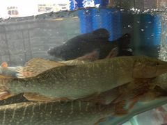 -煲来饱去冷水鱼