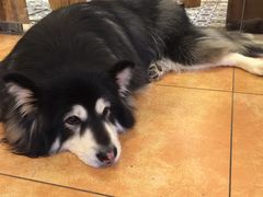 -more than meow吴止猫主题餐厅(承德 中船汇店)