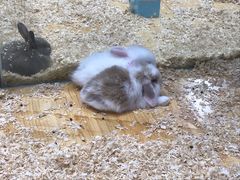 -龟与熊猫宠物公园(南坪店)