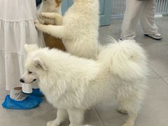 -安格丽娜·狗咖·猫咖羊驼咖(春熙路百盛商场店)